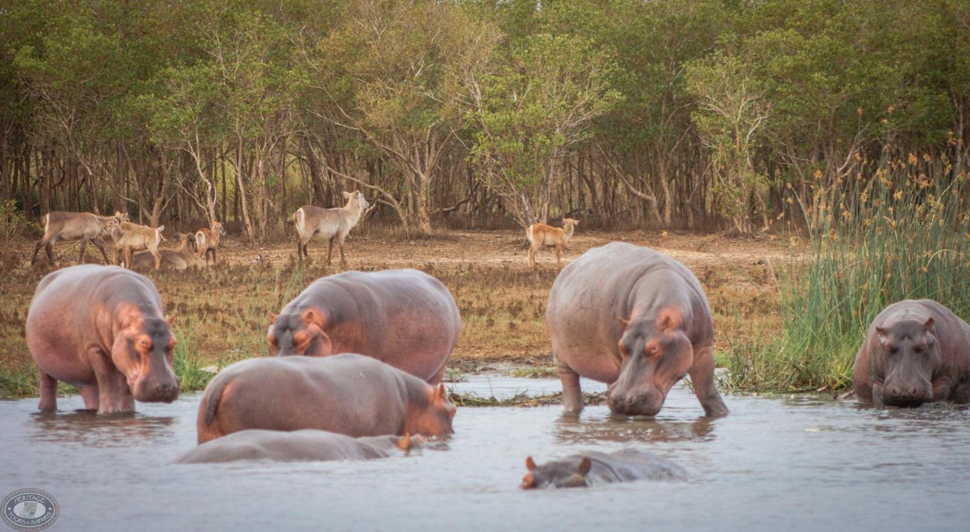 شقة ليتل إيدن سانت لوسيا Saint Lucia Estuary المظهر الخارجي الصورة
